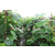 青皮红香猕猴桃苗,精品果园,猕猴桃苗缩略图1