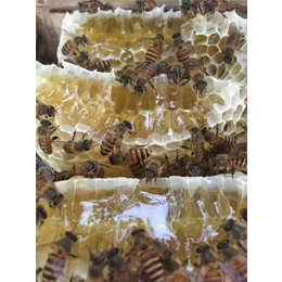 黔东南蜜蜂养殖、蜜蜂养殖、贵州蜂盛(查看)
