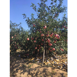 乾纳瑞农业科技好品质(图)、新红星苹果苗、苹果苗