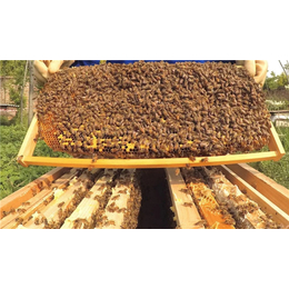 蜜蜂养殖,贵州蜂盛,重庆蜜蜂养殖