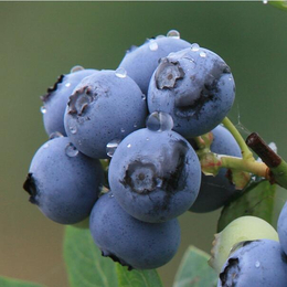 进口蓝莓浓缩汁生产厂家