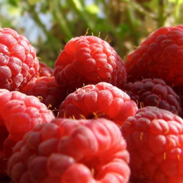 厂家供应美国进口红树莓浓缩汁
