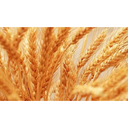 长年求购小麦-昌吉求购小麦-汉光农业有限公司(查看)