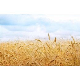 济南求购小麦-汉光农业有限公司-大量求购小麦