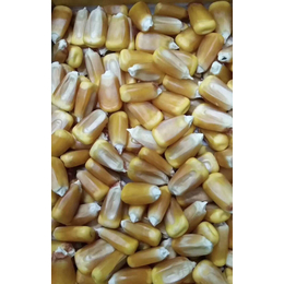 高产*玉米品种玉米种子豫单8703