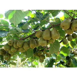 江苏猕猴桃种植|江苏康泉农业|猕猴桃