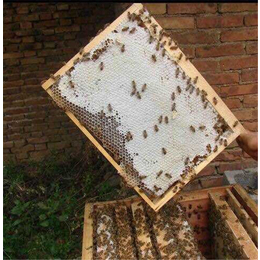 蜜蜂出售、贵州蜂盛、花溪蜜蜂出售