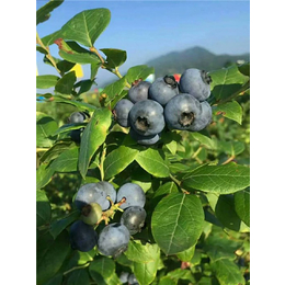 一年蓝莓苗_柏源农业科技公司_一年蓝莓苗价格