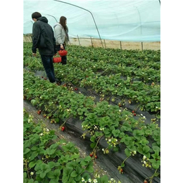 脱毒草莓苗批发商,安徽脱毒草莓苗,柏源农业科技公司