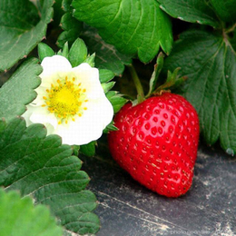 大棚草莓苗|柏源农业科技公司|阳泉草莓苗