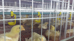 养鸡设备供应商-养鸡设备-禽翔鸡笼厂