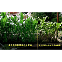 丰夷蚯蚓粪用于快速培肥土壤的研究