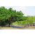武汉农梦达生物工程(图)|小区行道树|行道树缩略图1