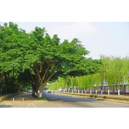 武汉农梦达生物工程(图)|小区行道树|行道树