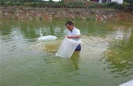 养殖泥鳅的风险-泥鳅养殖- 武汉鑫渔圣生态科技(多图)