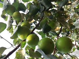 苹果枣生产厂家-河池苹果枣-满园香(查看)