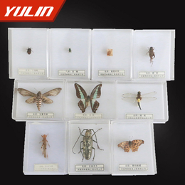 鞘翅目昆虫标本四种标本,雨林教育,标本