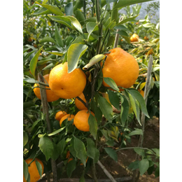 柑橘种苗|果友柑橘苗成活率高|柑橘种苗基地