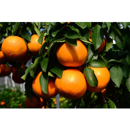柑橘种苗,金华果友家庭农场,柑橘种苗供应