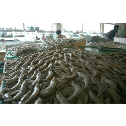 泥鳅养殖周期-泥鳅养殖-鑫渔圣生态农业科技(查看)