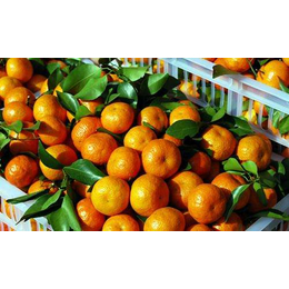 水果特产、广州众资、每个地方的水果特产