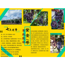 葡萄苗盆栽、湖南葡萄苗、〈惠星农场〉品种好