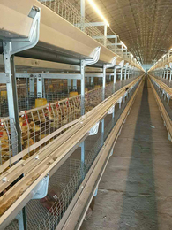 立体鸭笼厂家推荐-鸭笼-运盈机械鸡笼加工厂