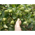 哪里的核桃树品种好-冠核农业冠核一号早实矮化高产核桃苗缩略图2