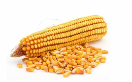 衡水市求购玉米-汉光农业有限公司-收购玉米价格