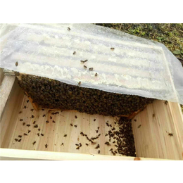 蜜蜂养殖电话|贵州蜂盛(在线咨询)|蜜蜂养殖