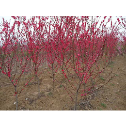 山东红叶碧桃种植基地大量供应红叶碧桃树苗