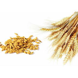 长年收购小麦-汉光现代农业有限公司-清远收购小麦