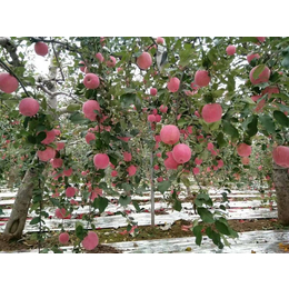 洛川苹果果园|景盛果业|洛川苹果