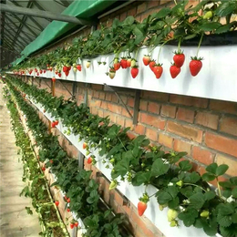 温室稳产增收栽培设备--草莓立体种植槽