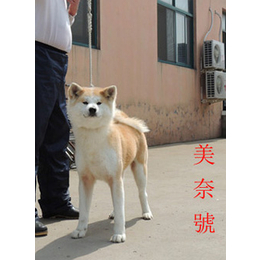 北京秋田犬_吴中区巨洲犬舍_日本秋田犬