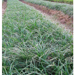  麦冬需要什么土壤 种植季节