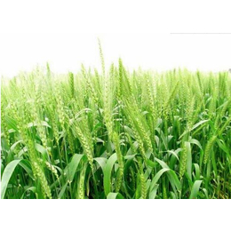宣城求购小麦-汉光农业有限公司-常年求购小麦