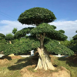 小型对节白蜡盆景出售-丹东小型对节白蜡盆景-红宇园林绿化