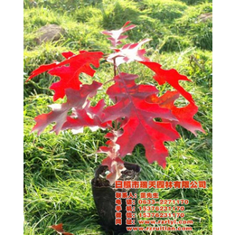 欧洲红栎苗|瑞天彩叶苗木|10公分欧洲红栎苗