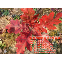 欧洲红栎小苗|欧洲红栎|瑞天彩叶苗木