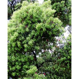15公分移栽香樟树价格|重庆香樟树|百佳苗木(查看)