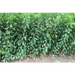 早熟李子苗 脆红李的种植季节 李子树的种植方法 