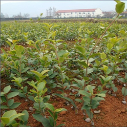 油茶苗批发价格|景德镇油茶苗|油茶苗圃基地油茶树