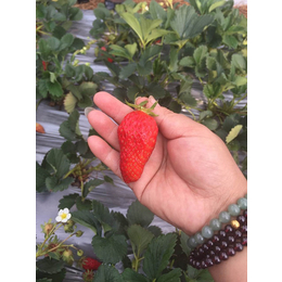 大地草莓苗批发|海之情农业|大地草莓苗批发报价