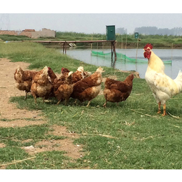 菜鸡价钱、永柴养殖(在线咨询)、河南菜鸡