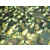 泥鳅养殖技术|湖北农聚源|内蒙古泥鳅缩略图1