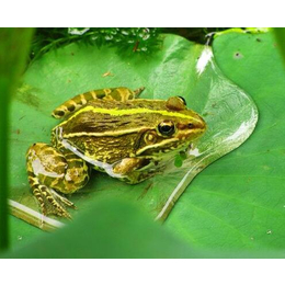青蛙生态养殖加盟|非凡青蛙养殖(在线咨询)|卫辉青蛙养殖
