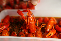 小龙虾-柳伍水产市场一手货源-养小龙虾利润