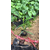 福建省供应紫花翠芦莉高度20厘米 大型种植场地被小苗批发缩略图1
