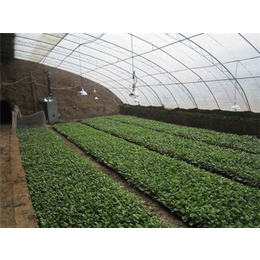 忻州蔬菜大棚|亿农农业|蔬菜大棚生产厂家